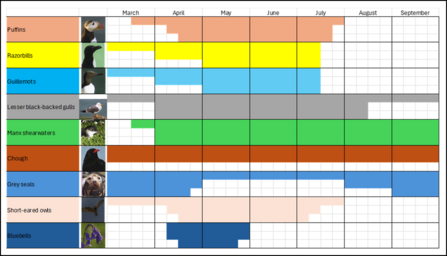 A table with the timings for different species. It shows puffins (mid-April to late-July), Razorbills (April-mid-July), Guillemots (April-mid-July), Lesser black-backed gulls (April-mid-August), Manx shearwaters (April-September), Chough (year-round), Grey Seals (year round with low numbers May-July), Short-eared Owls (April-July) and Bluebells (April-May).