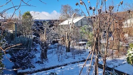 A wild garden in the snow with a greenhouse in the background