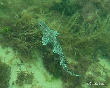 A piebald leucistic smallspotted catshark swimming in the sea