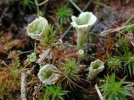 Pale green pixie cup lichen amongst moss