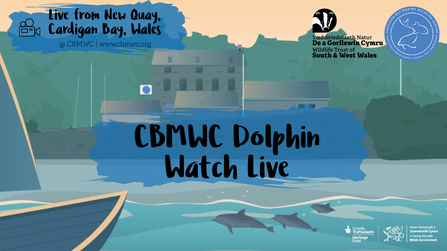CBMWC Dolphin Watch Live