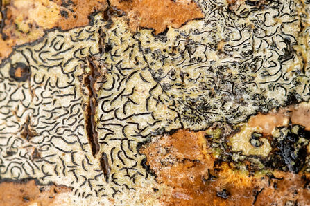 A Script lichen with a cream coloured base and drak etches resembling script on Ash. 