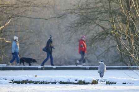 Three walkers and a dog walking in the snow with a heron in the foreground