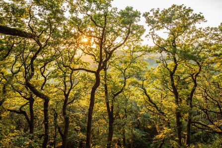 A temperate rainforest canopy with bright green leaves in golden hour light. 