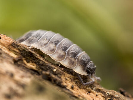 Common Shiny Woodlouse on dead wood