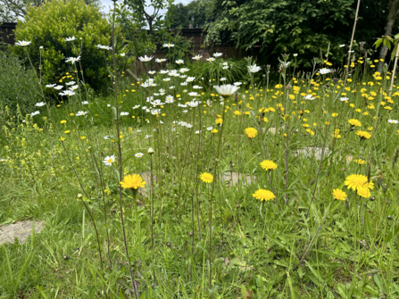 Lawn full of white and yellow wildflowers