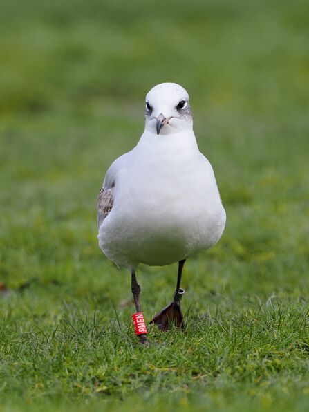 Ringed Mediterranean Gull in the grass