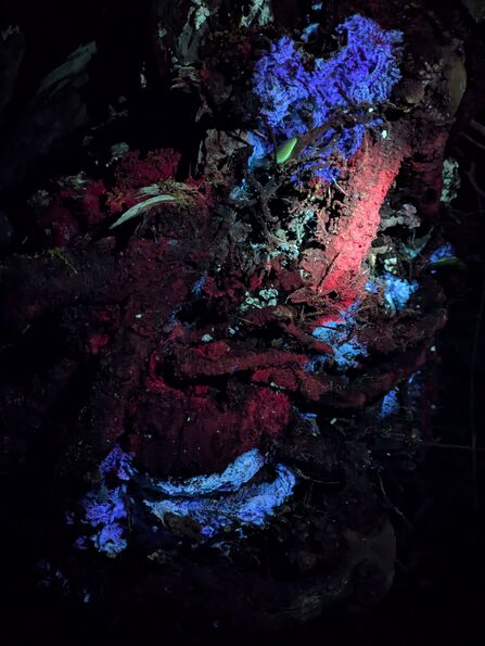 Branch under UV light showing blues, red, browns and greens
