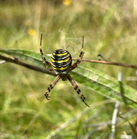 Wasp Spider sitting in it's web