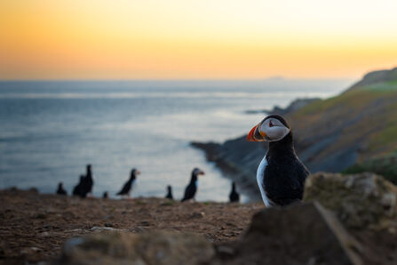 Puffins on Skomer at sunset. 