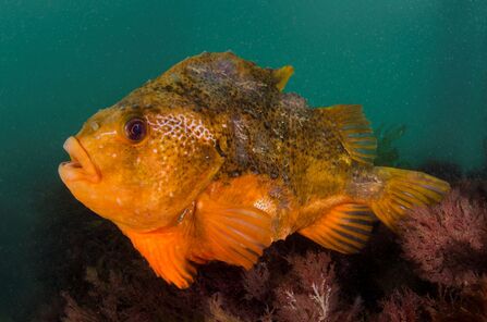 An orange fish viewed from the side