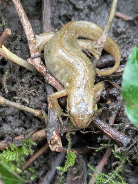 Close up photo of a Smooth Newt on sticks and moss.