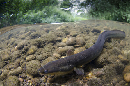A european eel swimming along the bed of a river
