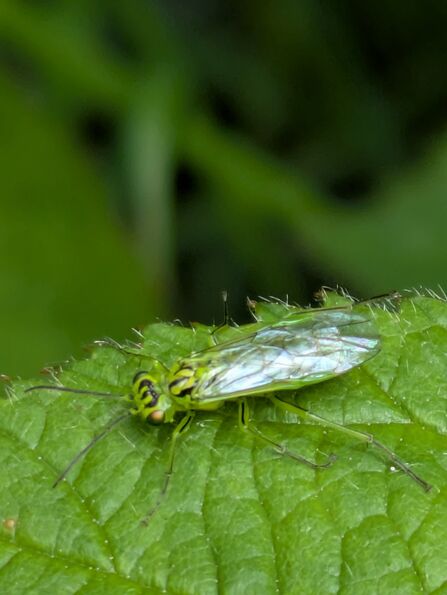 Close up photo of a green insect on a leaf