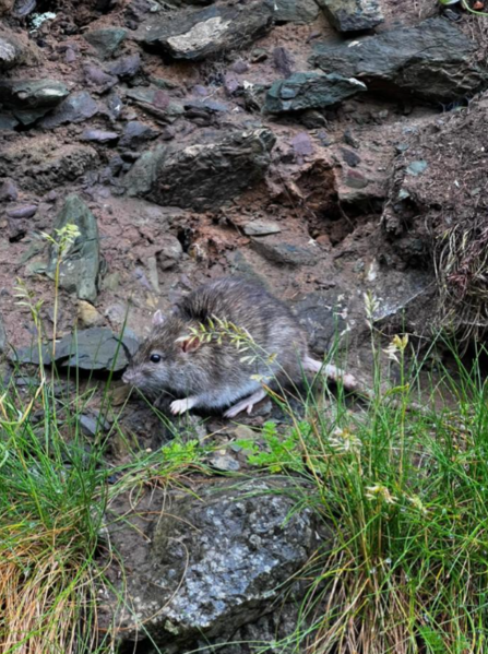 A brown rat on a rocky surface
