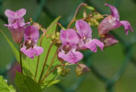 Close up photo of a plant with pink flowers and pointy green leaves.
