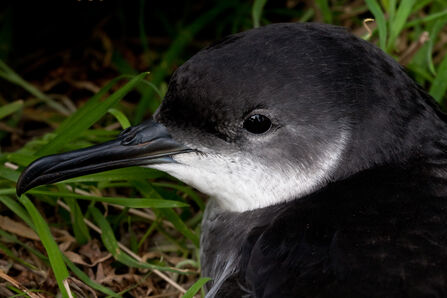 A close up of a Manx Shearwater - black and white seabird with a long, thin beak. 