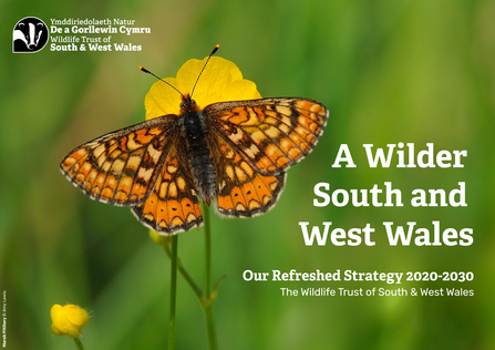 A Marsh Fritillary on a yellow flower. Text says: A Wilder South and West Wales. Our Refreshed Strategy 2020-2030, The Wildlife Trust of South & West Wales