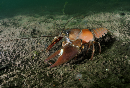 An orange/brown crustacean with large claws