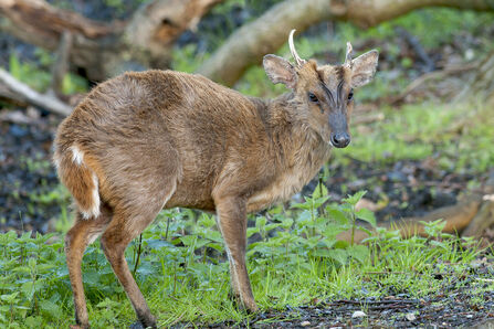 A deer with short legs and dark stripes on its face