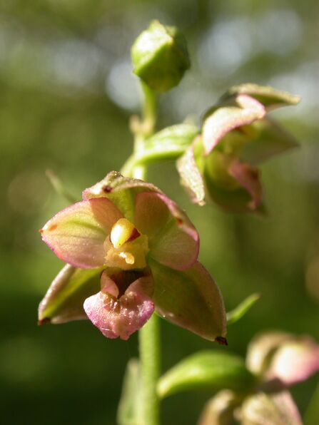 A greenish purple flower with pointed petals.