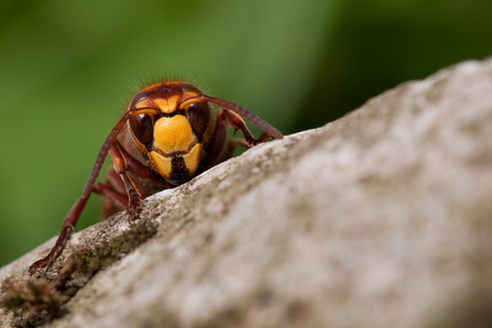 Close up of a yellow, black and brown hornet on wood.