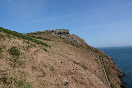 A slope covered with dry brown vegetation.