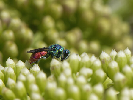 A a wasp with a red and blue body, on small white flowers.