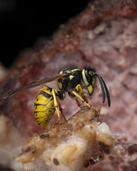Close up of a Wasp on food scraps