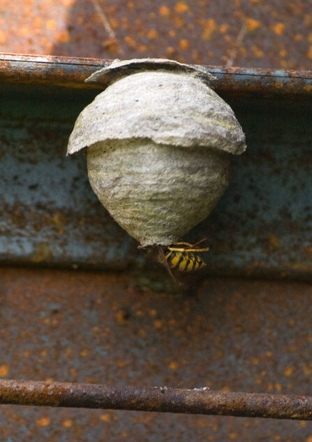 A wasps entering a nest on a wall. The asp's nest is smooth, round and papery.