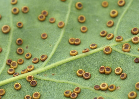 Tiny brown round lumps on the underside of a leaf