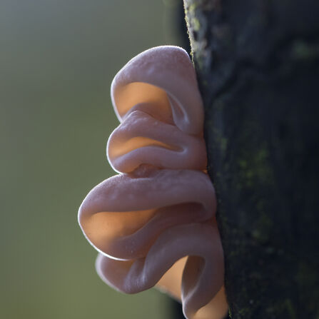 A pink fungus growing on the side of a tree branch. It has a flesh-like texture and folds that make it look like a human ear.