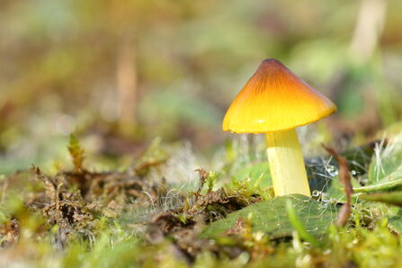 A mushroom with a cap that goes from yellow at the edge to orange-brown at the top.