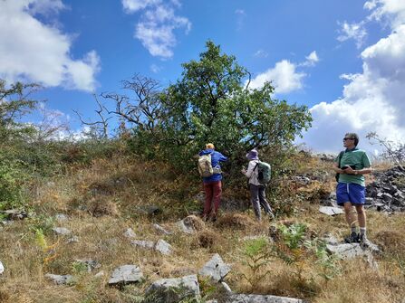 A group of people looking at a tree.