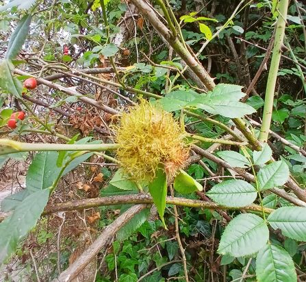 The branch of a rose plant with a red and green, round, hairy growth.