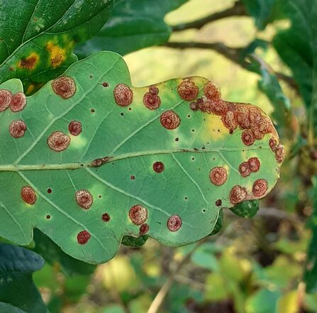 The underside of an oak leaf with round brown lumps covering it.