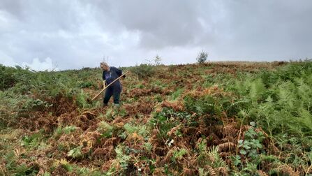 A person using a scythe to cut a large patch of Bracken