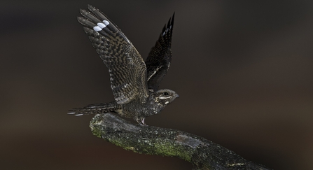 Nightjar flying