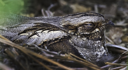 Nightjar 