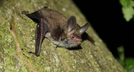 Bechstein's bat on a tree