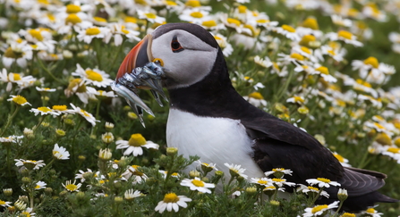 Puffin