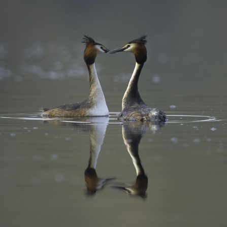 great crested grebe