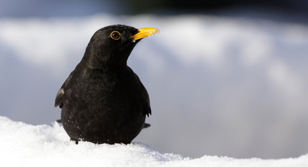 Blackbird in snow