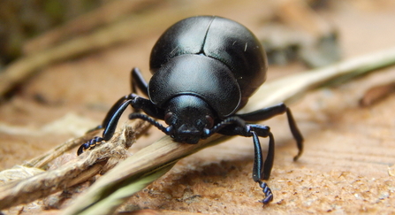 Bloody-nosed beetle