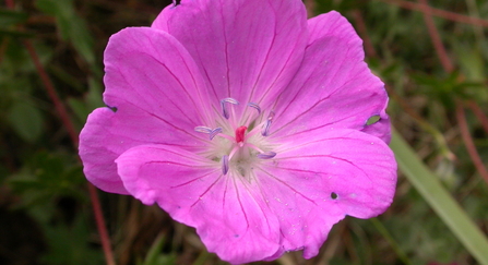 Bloody crane's-bill purple flower