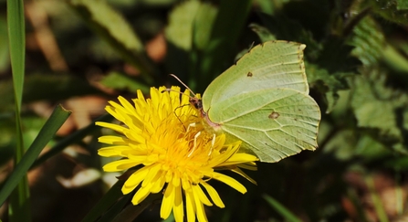 Brimstone on dandelion