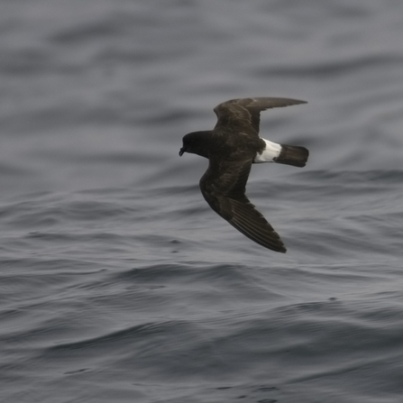 European storm-petrel