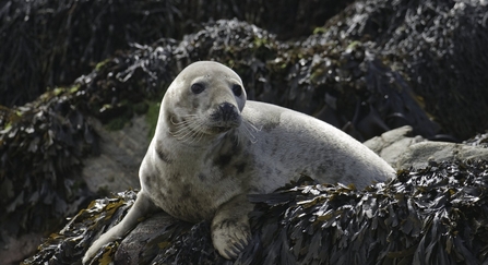 seal hauled out on rocks