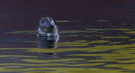 Grey seal