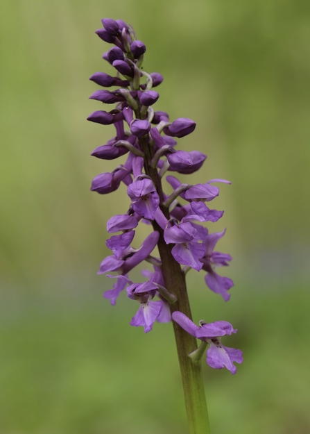 Early Purple Orchid